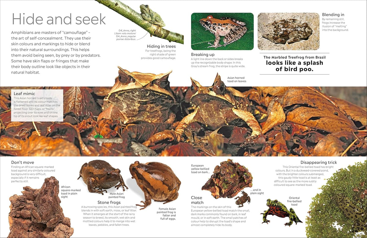 Eyewitness Amphibian