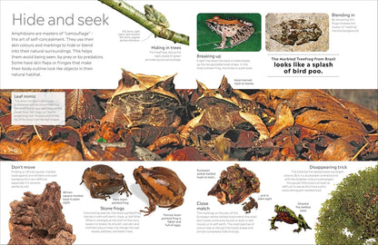 Eyewitness Amphibian