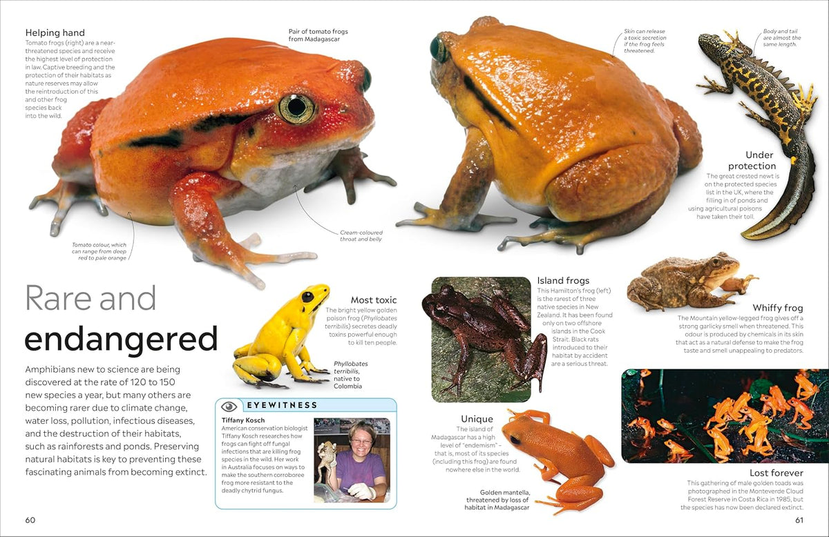 Eyewitness Amphibian